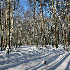 photo "Such winter is in February!"