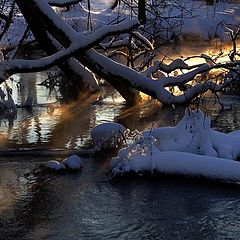 фото "Сквозь бурелом"