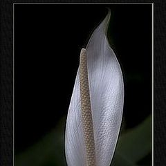 photo "spathiphyllum clevelandii"