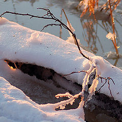 photo "Colours of the snow"