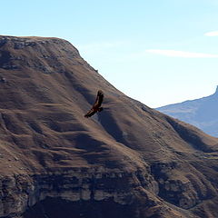 photo "The owner of gorge-Dagestan the Golden eagle."