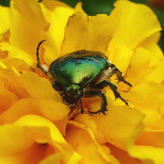 photo "Beetle"