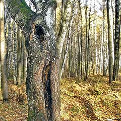 фото "деревья"