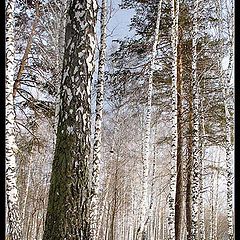 фото "Ботанический сад"