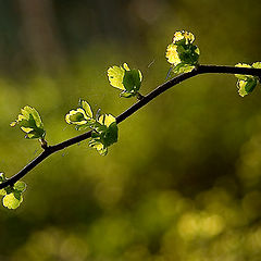 photo "The Spring"