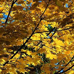 фото "Gold autumn"