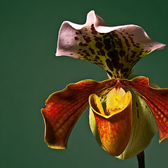 photo "Paphiopedilum"