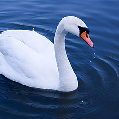 photo "the swan"