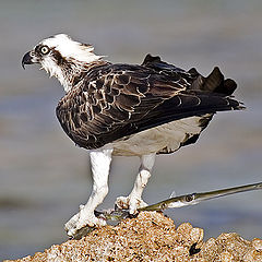 photo "Osprey 03"