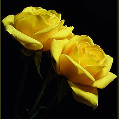 фото "Yellow roses"