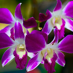 фото "Orchids and ant"