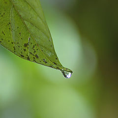 фото "rain drop and leaf"