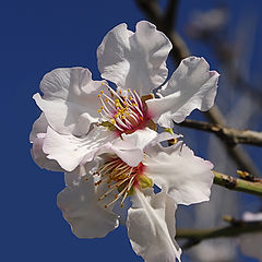 фото "Almonds blossom"