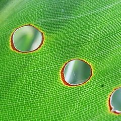 photo "through the holes"