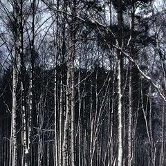 фото "заснежанный лес"