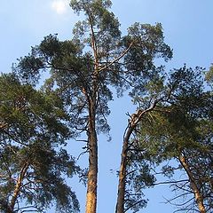 фото "The sky pines"