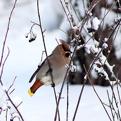 photo "Bombycilla garrulus"