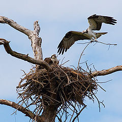 фото "Osprey Nest"