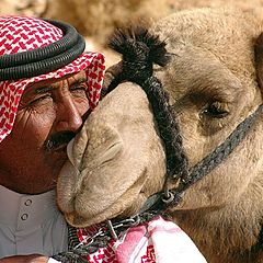фото "The kiss: Salim is kissing his camel Shaylan, Wadi Humeima, Jordan 2006"