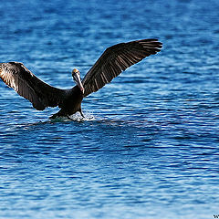 photo "Water Skis"