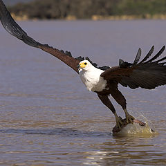 photo "African fish eagle hunting"