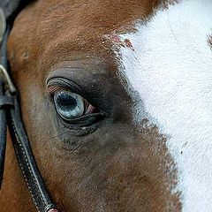 photo "quarter mile horse"