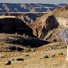 фото "Quiver tree and Fish River Canyon"