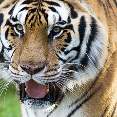 photo "The Tiger"