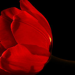 photo "Tulip"