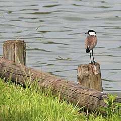 photo "21505 Lapwing"