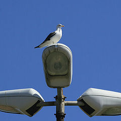 photo "Street Lamps 29/29"