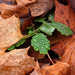 photo "droplets"