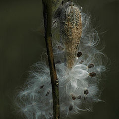 фото "Milkweed"