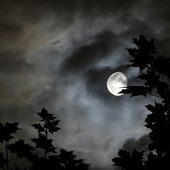 фото "Лунная соната"