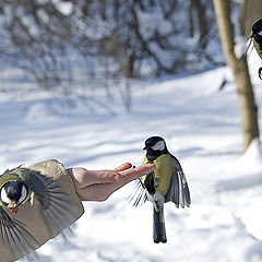 photo "Winter: how not to get hungry"