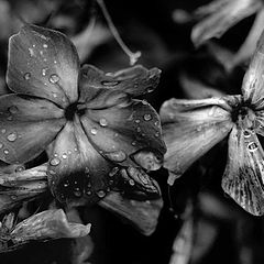 фото "Черно-белые цветы"