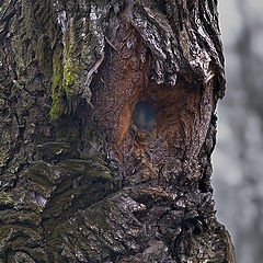 фото "Чудище лесное"