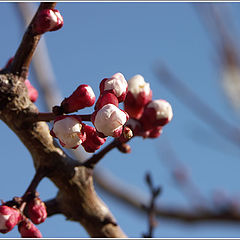 фото "Весенняя (6)..."