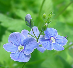 фото "Вероника дубравная (Veronica Chamaedrys)"