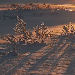 photo "Red snow"