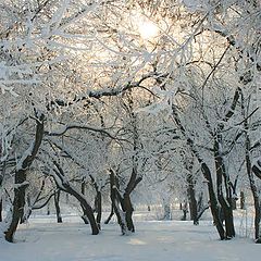 фото "зима, деревья"