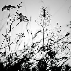 фото "dance of the grass"