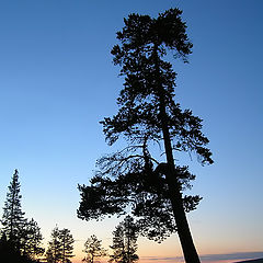 photo "Summer night"