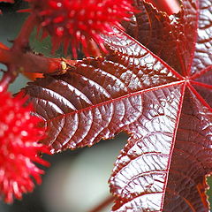 photo "Botanic treasure"