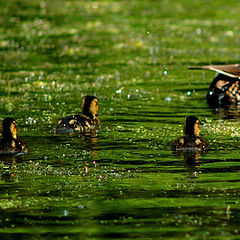 photo "one happy family"