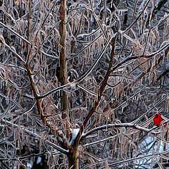 photo "Icy Cardinal"