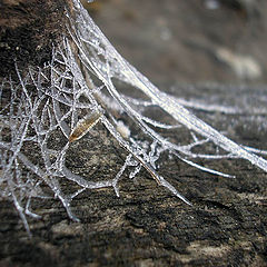 photo "The ice web"