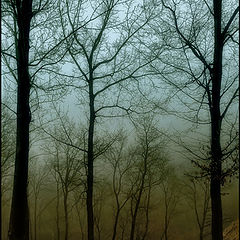 photo "mistery of the forest"