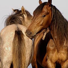 фото "horses love"