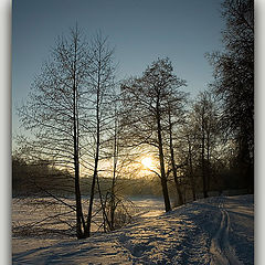 фото "Morning in a winter wood"